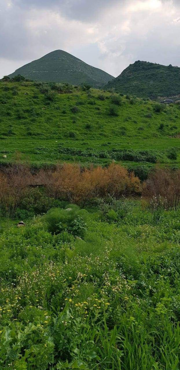 عجلون: الأمطار تسهم بزيادة نمو النباتات والأزهار البرية