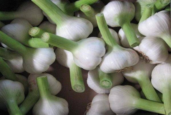 الزراعة: تضاعف كميات الثوم الواردة للأسواق المركزية