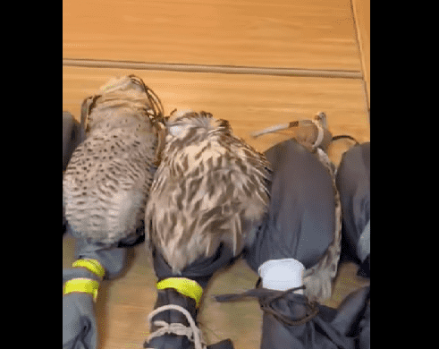 إحباط محاولة تهريب 21 صقر من الطيور الجارحة والنادرة مخبأة في خزان وقود مركبة