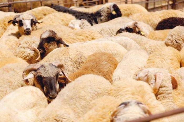 ترجيح ارتفاع الطلب والأسعار على المواشي قبيل رمضان