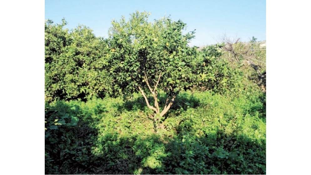 الغور الجنوبي.. جهود مكافحة الحشرات يبددها تسلل الزبل البلدي