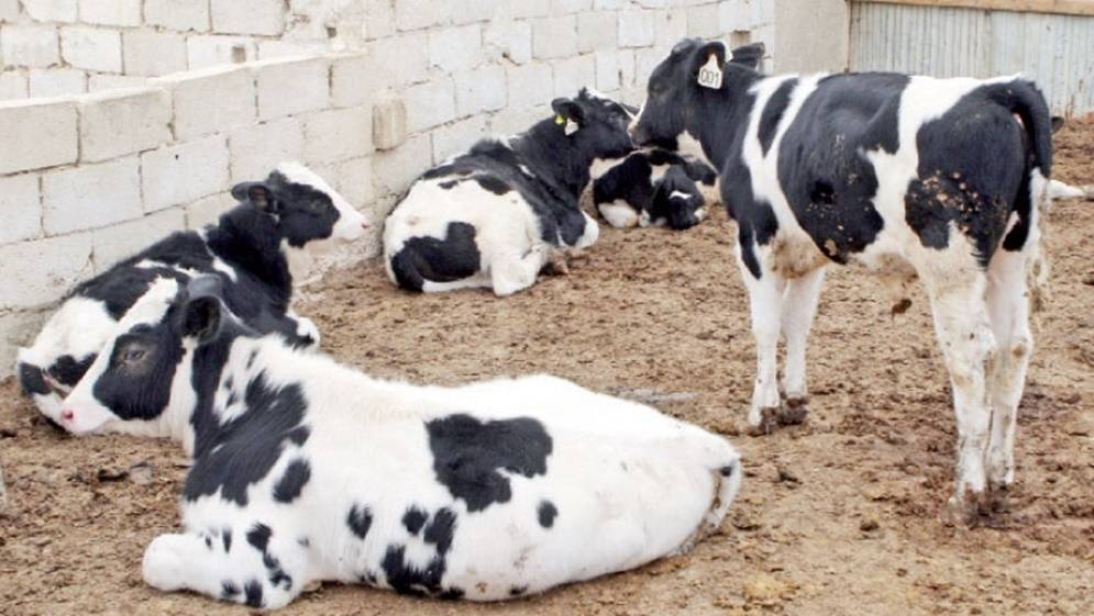 مربو أبقار.. مطالبات بالرقابة على مصانع تستخدم حليب البودرة لإنتاج الألبان