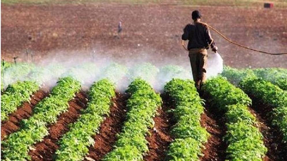 1000 مستفيد من تأمينات الإقراض الزراعي