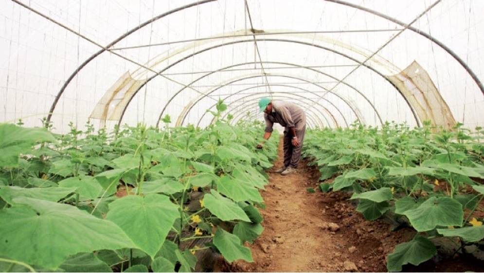 وادي الأردن.. هل تكفي الآمال لمواصلة العمل بالقطاع الزراعي؟