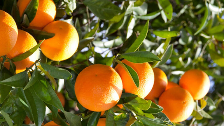 مصدرو ومستوردو الخضار: المحاصصة والاحتكار سبب إرتفاع أسعار البرتقال
