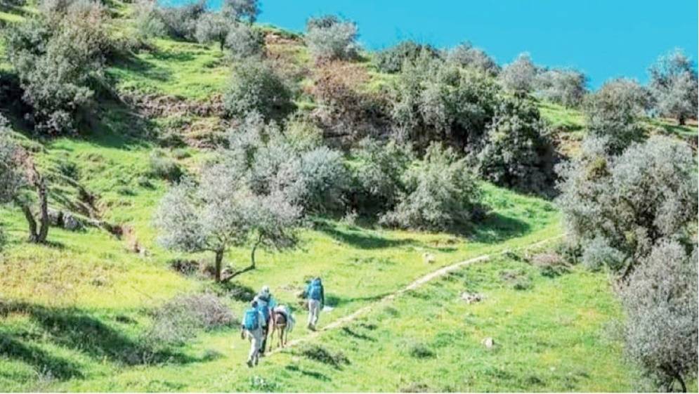 جرش.. لماذا تترك أعشاب الربيع لتجف وتصبح وقودا لحرائق الغابات؟