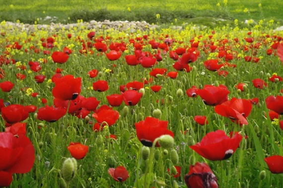 غدا أول أيام الاعتدال الربيعي