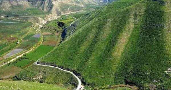 إربد ... الأمطار الأخيرة إيجابية على مختلف القطاعات الزراعية