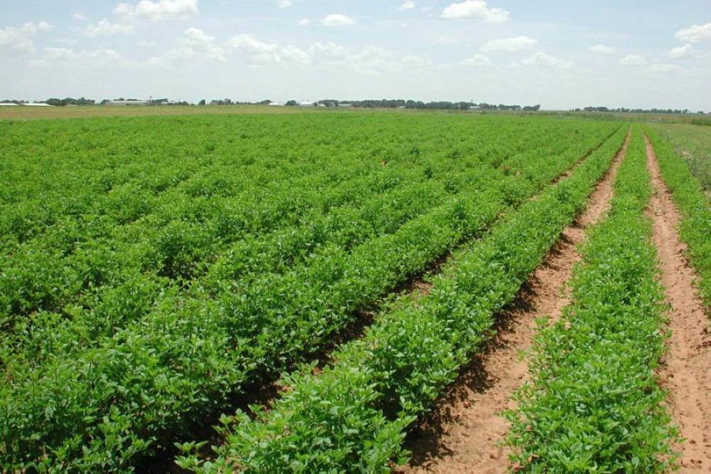 الكرك: الأمطار الأخيرة تنعش آمال المزارعين بتحسن الموسم الزراعي