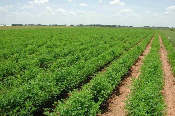 الأمطار الأخيرة تنعش آمال مزارعي الكرك بتحسن الموسم