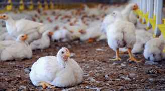 توقيف شخصين تلاعبا في ميزان لبيع الدواجن على مدار 6 سنوات