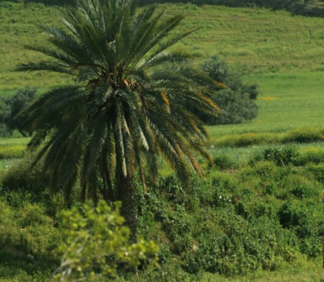 صناعة عمان: الأسواق الخليجية من الأسواق المهمة لسياحة الربيع في الأردن