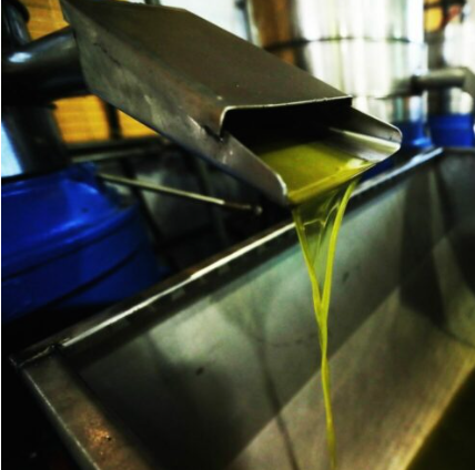 النقابة العامة لأصحاب المعاصر تنصح بشراء زيت الزيتون من المصادر الموثوقة