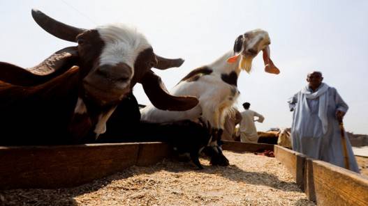 باخرة تحمل 55 ألف رأس من الأغنام تحط في العقبة اليوم