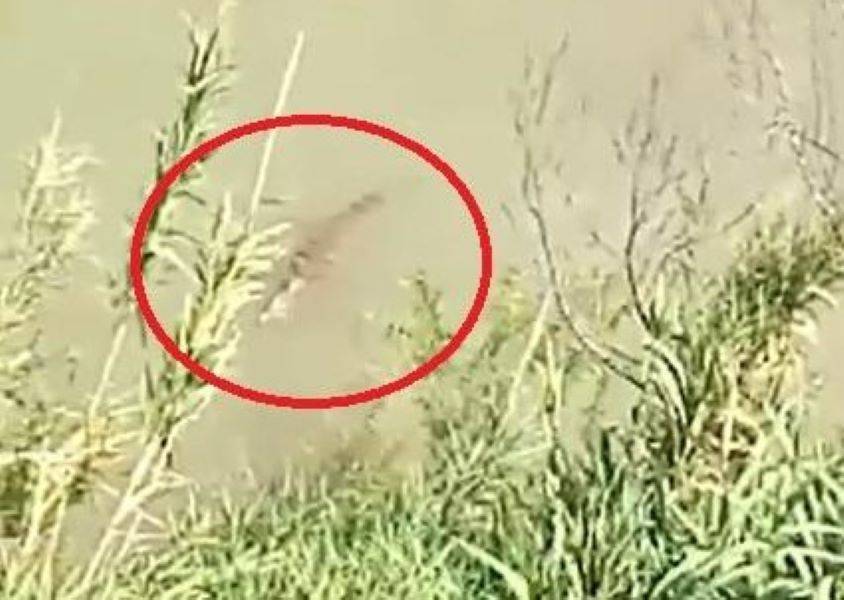 ما حقيقة رصد تمساح مفترس في الأردن