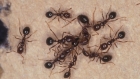 اكتشاف نوع جديد من النمل في أستراليا..أعمى بأرجل طويلة