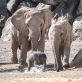 سفاري الشارقة يستقبل ثاني مولود لفيل السافانا الإفريقي