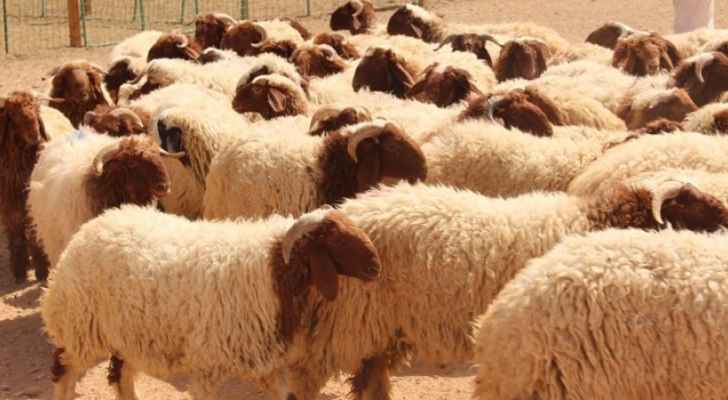 زراعة المفرق : اعتماد 5 محاجر بيطرية لتصدير الخراف للسعودية