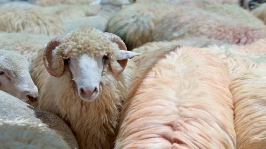 مديرية الزراعة في المفرق: اعتماد 5 محاجر بيطرية لتصدير الخراف للسعودية