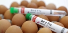 منظمة الصحة العالمية تكشف حجم مخاطر أنفلونزا الطيور