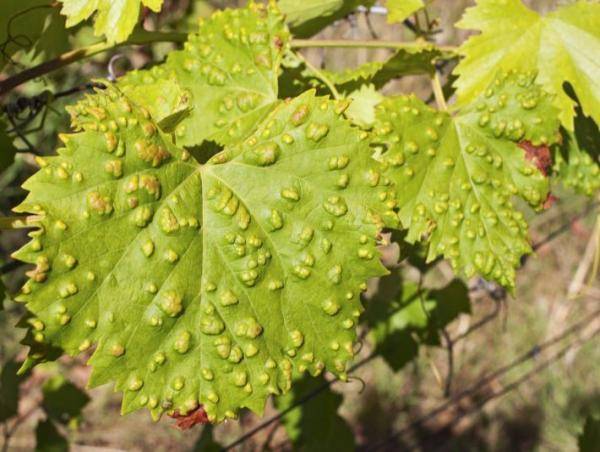 زراعة الوسطية تحذر مزارعي العنب من الأمراض الفطرية