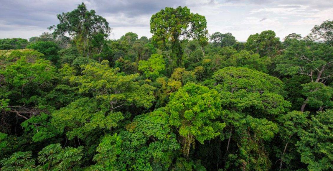 اللواء المتقاعد الشنابلة يتساءل حول مصير غابة شهداء سلاح المدفعية الملكي