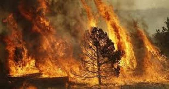 جرش: مطالب بتكثيف حملات إزالة الأعشاب الجافة تلافيًا لاشتعال الحرائق