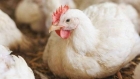 مخالفة 45 محلا للدجاج بسبب الأسعار