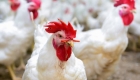 مواطنون يشتكون من تجاوز أسعار دجاج النتافات للسقف السعري في الأردن
