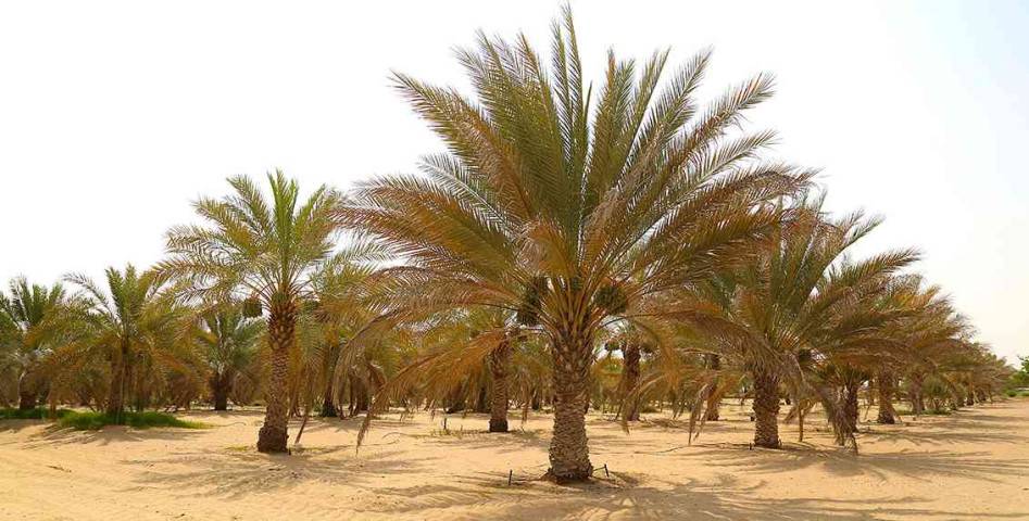 نجاحات ملموسة لمشاريع زراعة النخيل في الأغوار الشمالية