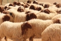 الزراعة تتوقع تصدير نصف مليون رأس من الخراف قبيل عيد الأضحى