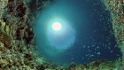 اكتشاف كائن جديد «بلا عيون» في كهف تحت الماء