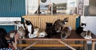 جزيرة تاشيروجيما اليابانية تضم قططاً أكثر من البشر...صور