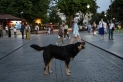 انقسام حول إعدامها.. ملايين الكلاب الضالة تثير الرعب في تركيا
