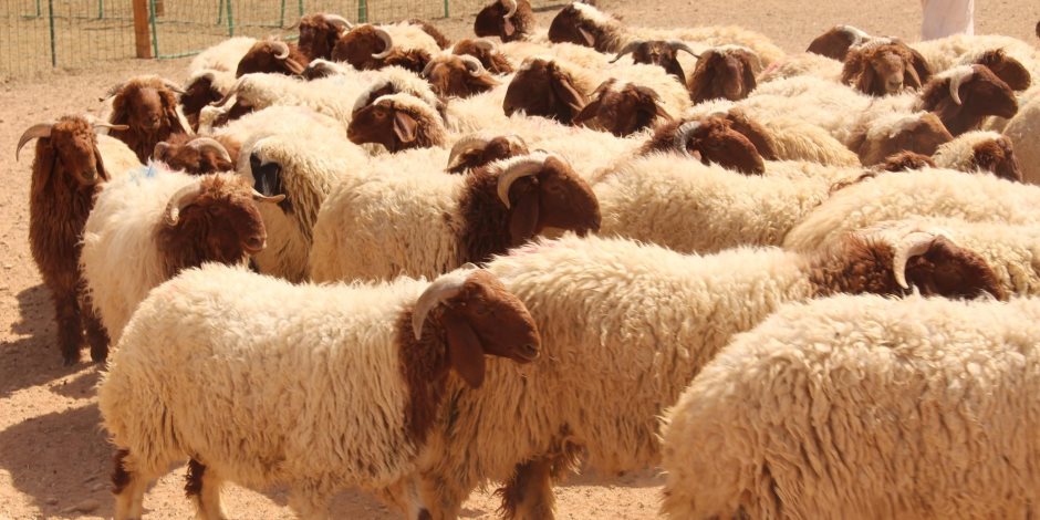 قطر: تجار ماشية يتعاقدون على استيراد خراف الأضاحي من الأردن