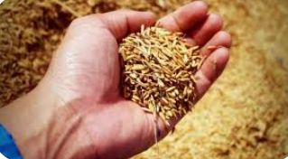 رفع سعر بيع الشعير لمربي الثروة الحيوانية عدا الأغنام 7 دنانير