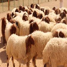 تصدير أعداد كبيرة من الأضاحي الأردنية لقطر