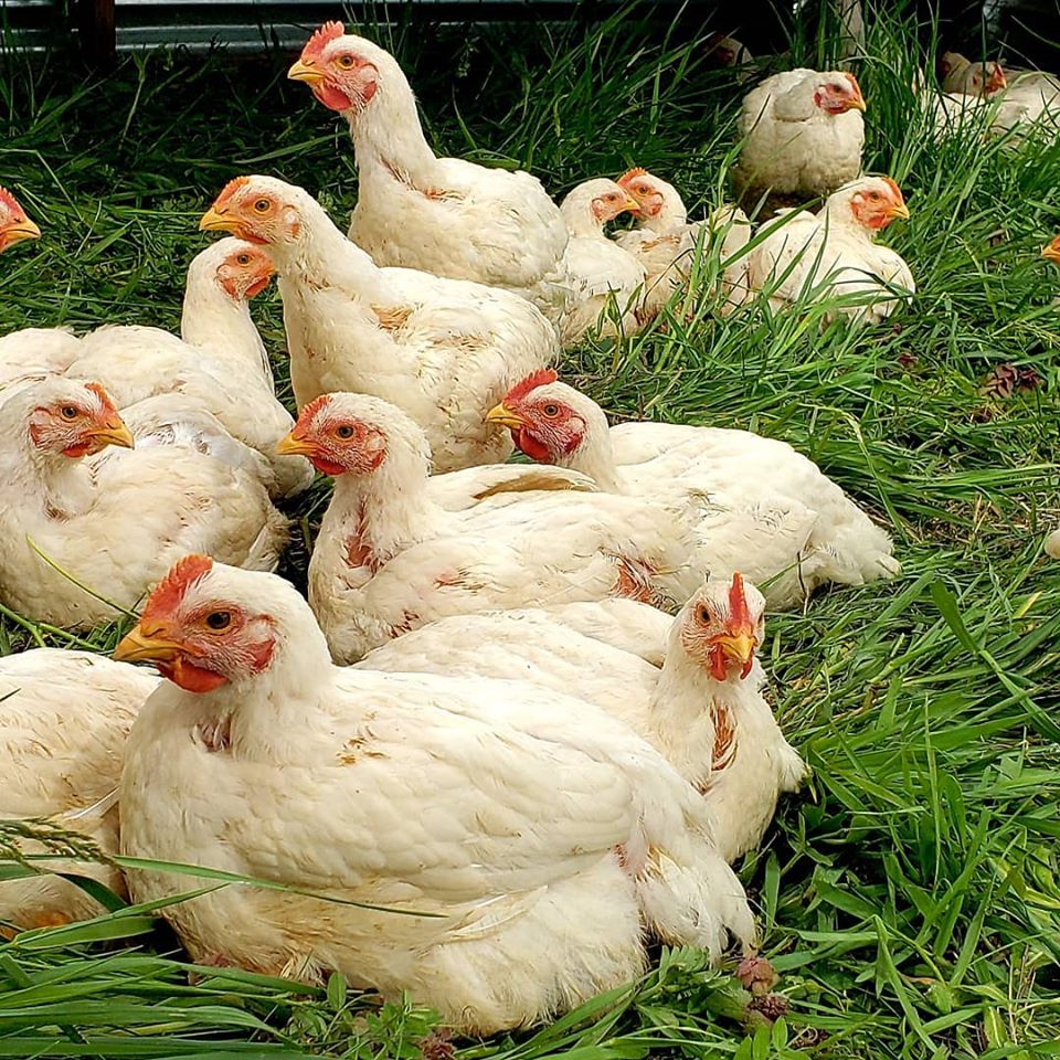 نقابة المطاعم تصعّد بوجه رفع أسعار الدجاج والاستغلال