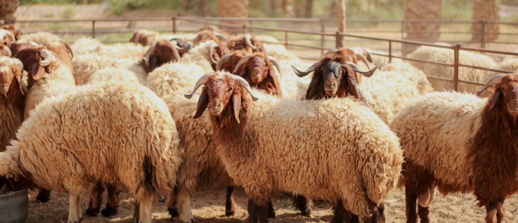 بلدية اربد الكبرى تحدد أماكن بيع الاضاحي