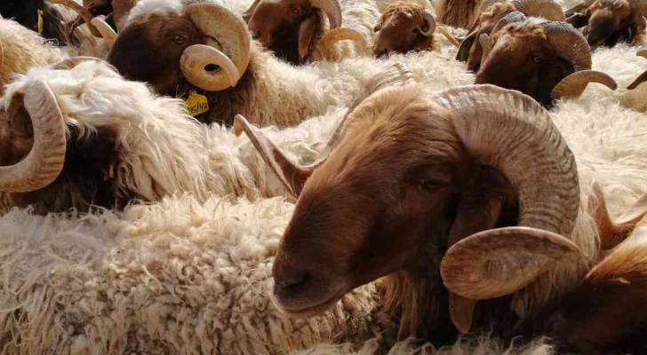 دائرة الإفتاء الأردنية توضح شروط الأضحية وحكمها