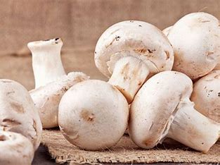 دورة عن زراعة الفطر للسيدات الريفيات بلواء الطيبة