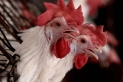 الفلبين تحظر واردات الطيور والدواجن من أستراليا بسبب أنفلونزا الطيور