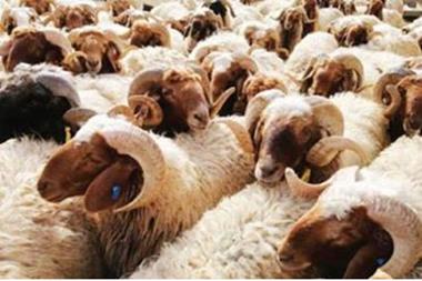 بلدية شرحبيل بن حسنة تحدد أماكن بيع الأضاحي