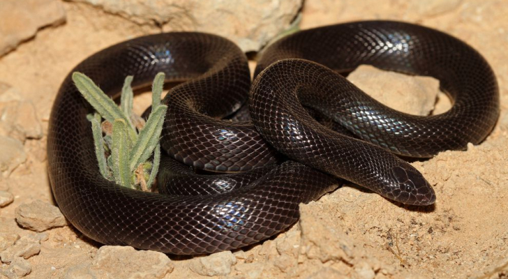 أربعيني يتعرض للدغة الأسود الخبيث في السلط ..وحالته خطيرة