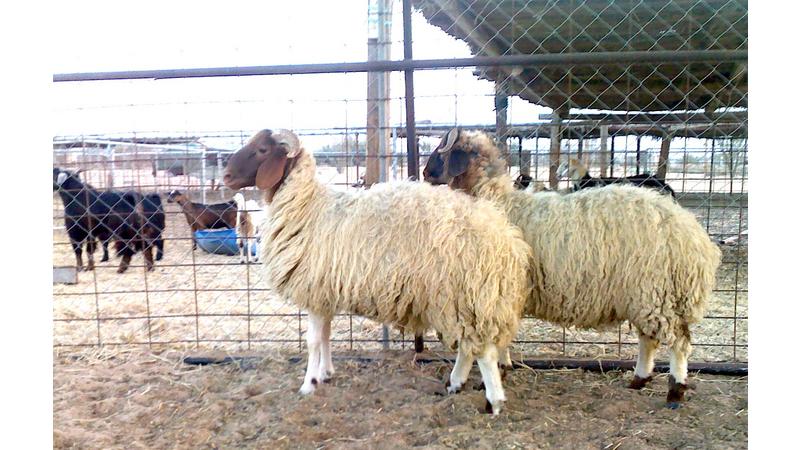 بلدية الزرقاء تحدد 8 مواقع لبيع وذبح الاضاحي