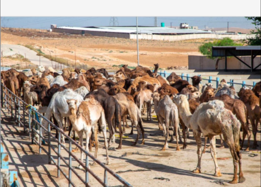 نحر 103من الإبل ترحيبا وابتهاجا بزيارة جلالة الملك إلى محافظة الزرقاء ...صور