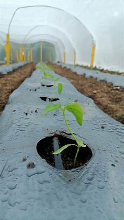 زراعة الكورة تعقد الجلسة الثالثة من مشروع المدارس الحقلية