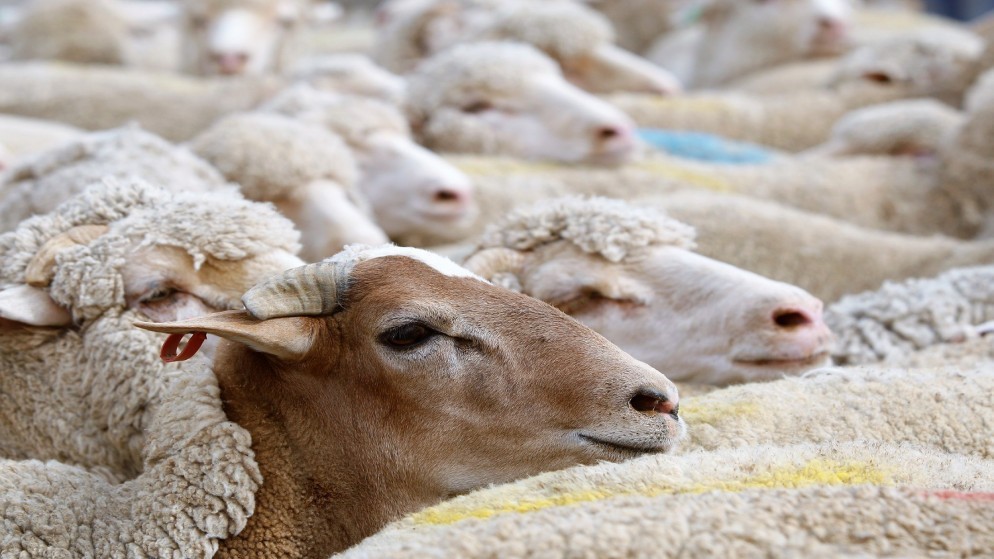 زراعة المفرق: تصدير 334 ألف رأس غنم للأسواق الخليجية خلال شهرين