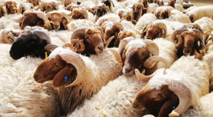 حماية المستهلك  توجه نصائح للمواطنين الراغبين في شراء الاضاحي ...تفاصيل