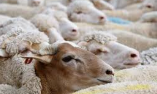 بلدية الطفيلة تحدد موقع بيع الأضاحي